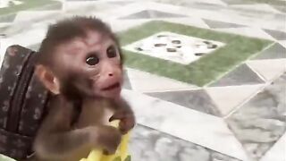 This baby monkey likes to carry a backpack ????