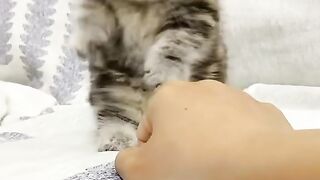 Cute kitten is playing with human