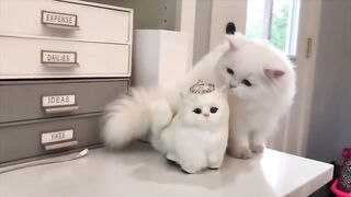 Funy cat