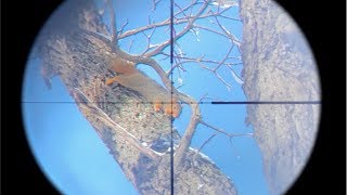 EPIC Squirrel Hunting with Pellet Gun(SCOPE CAM)Kill and cook