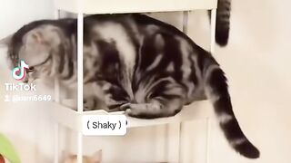 Funny kittens