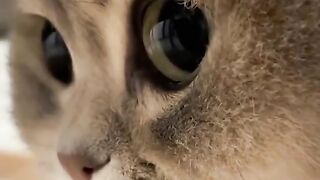 Cute kitten looks very confused