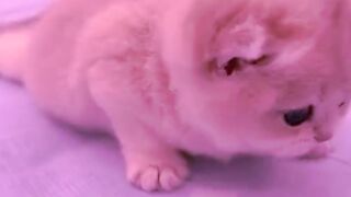 Hahaha, the kitten is very cute!!!!