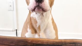My Dog Tried To Cancel Her Vet Appointment