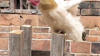 #funny video#video#funny#comedy