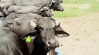 buffaloa farm