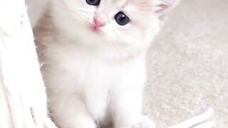 This is over cuteness kitten, make you fell good