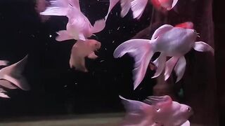 Koki aquarium