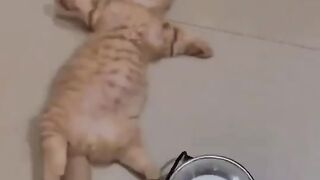 The cute behavior of kittens will make you excited