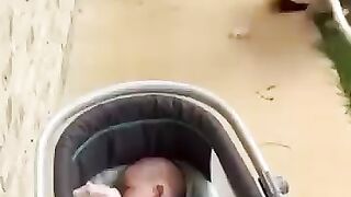 Funny dog video