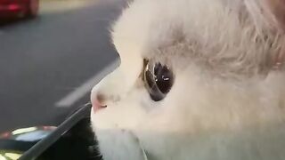 This cat is very fascinated by the city streets