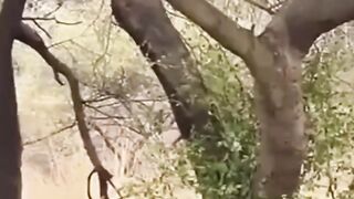 dog and leopard