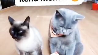 cute cat given money