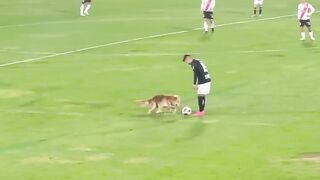 Dog playing football with professional footballers and won the heart of spectators
