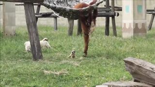 Cute Gibbons Playing & Climbing