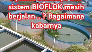 Apakah budidaya lele sistem BIOFLOK masih ada❓ Bagaimana kabarnya❓Semoga masih berjalan
