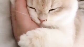 A bundle of cat cuteness with human