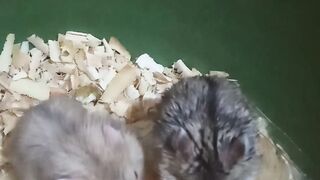 Rock and hamster