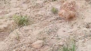 The mud