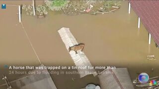Horse stranded in Brazilian floods rescued from tin roof.