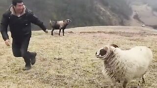 THIS SHEEP WILL ALWAYS REMEMBER TIS