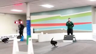 Dog high jump