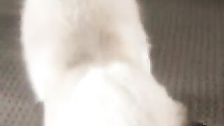 funny animal cat