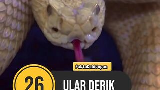 Fakta kehidupan
