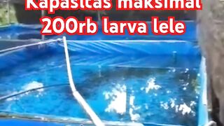 Contoh kolam pendederan ikan lele❗Kapasitas bisa 200rb larva lele