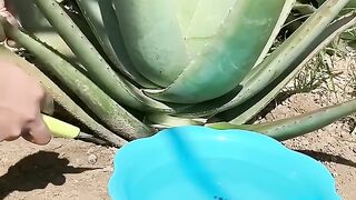 TOP 10 AMAZING BEAUTY HACKS WITH ALOE VERA