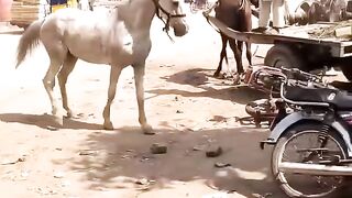Horse dancing