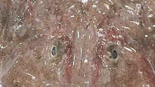 Pescado ???? rap . que fío hhh