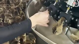 Chicks vaccination