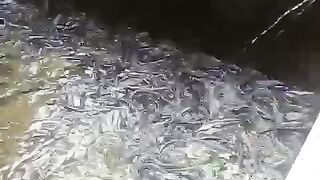 Tebar jarang dalam belajar budidaya lele itu bagus❗Sebab panen lele MATI itu rasanya membagongkan ????
