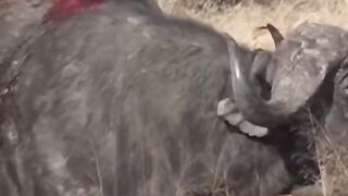 3 lions bring Down Buffalo