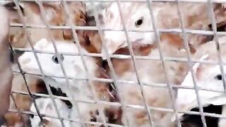 Chicken feeding