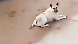 Dog rapper
