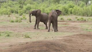 Elephant greetings change based on social relationships, study shows.
