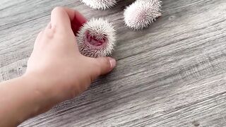 Haha yeah don't touch #hedgehoglover@momybayby