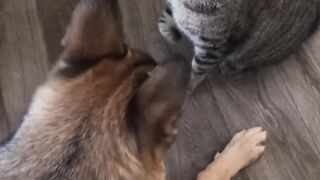 Funny cat and dog fights#