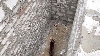Cat makes an impressive jump to got out of a hole!