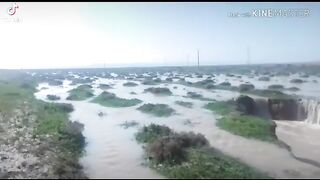 سيول الحماد