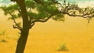 Wildlife - Mention ♥️__Follow us -- ___camy _lion _lions _motivation _animal _animalplanet _lionsoftimbavati __truck