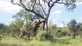 Latest Sightings - Kruger - Unbelievable moment as an elephant knocks down a massive tree to get to the leaves at the top