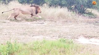 Latest Sightings - Kruger - After a wild dog gets caught by a lion_ the rest of his pack wants to do everything they can to