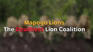 The Most Deadliest Lions ever?