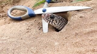 Simple EaSy snake Trap using Scissors #buildsnaktrap