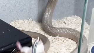 Feeding COBRAS#