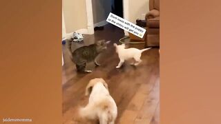 Funny Dogs And Cats Videos 2024 Wɔyɛ Nnamfo Pa