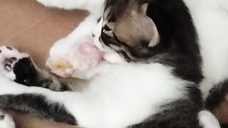 #qutecat